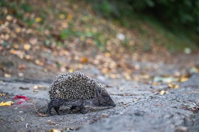 总冠军目标 总冠军目标